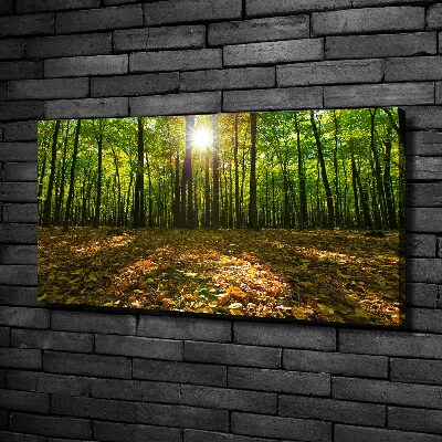 Bild auf leinwand Wald