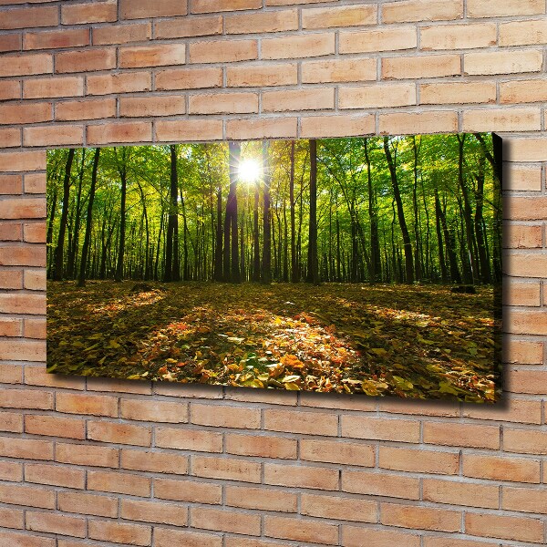 Bild auf leinwand Wald