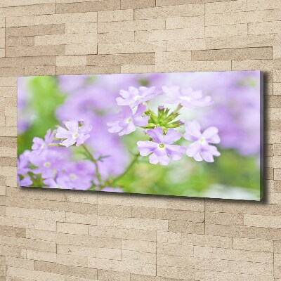 Bild auf leinwand Eisenkraut