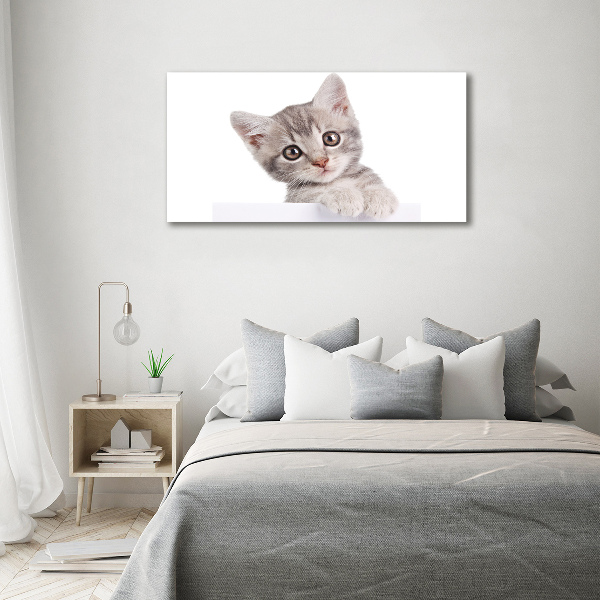 Fotobild Graue Katze
