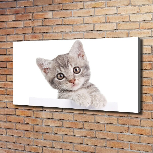 Fotobild Graue Katze