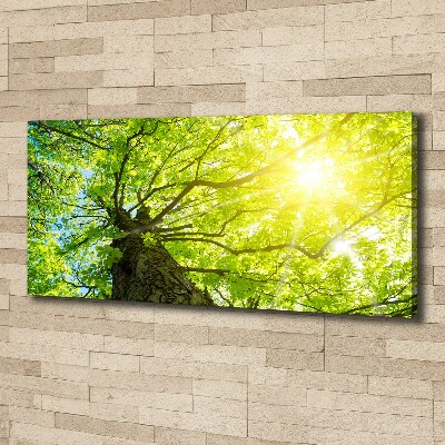 Bild auf leinwand Kastanie im Frühling