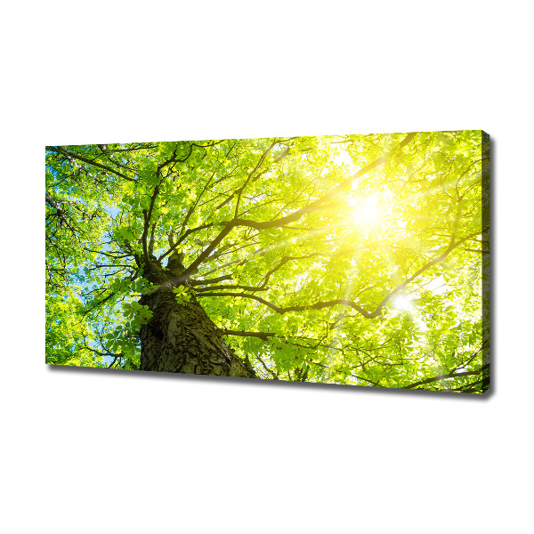Bild auf leinwand Kastanie im Frühling