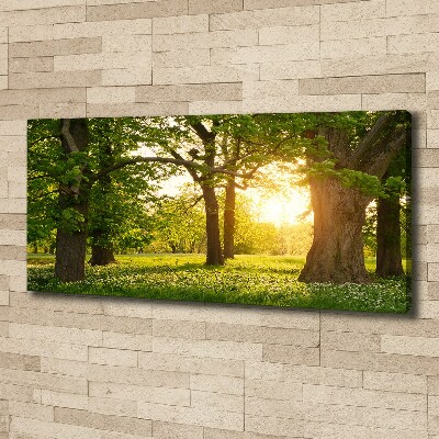 Bild auf leinwand Bäume im Park