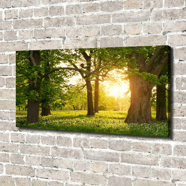 Bild auf leinwand Bäume im Park