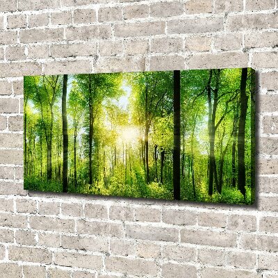 Bild auf leinwand Wald in der Sonne