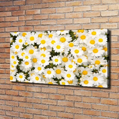 Bild auf leinwand Gänseblümchen