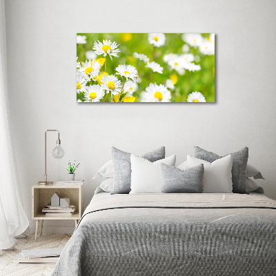 Bild auf leinwand Gänseblümchen