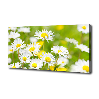 Wandbild Gänseblümchen