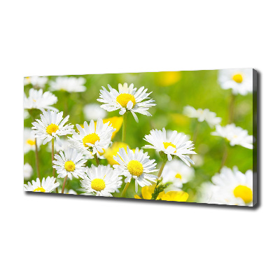 Wandbild Gänseblümchen