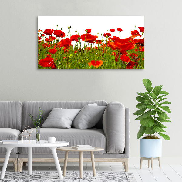 Bild auf leinwand Feldmohn