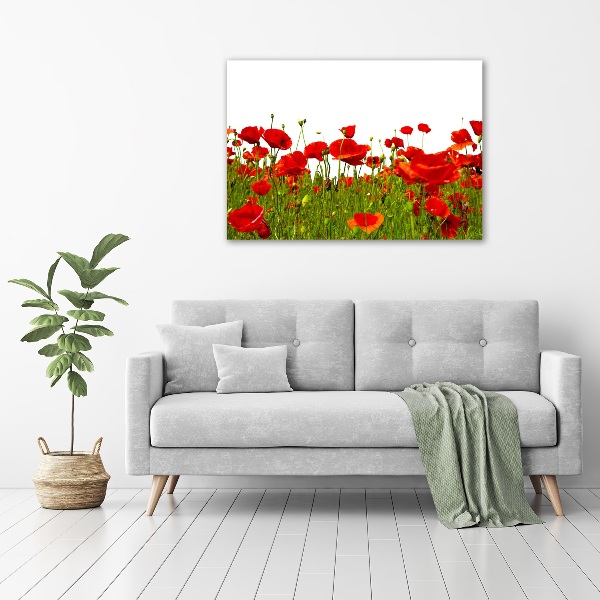 Bild auf leinwand Feldmohn