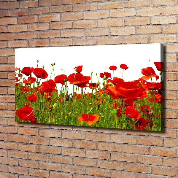 Bild auf leinwand Feldmohn