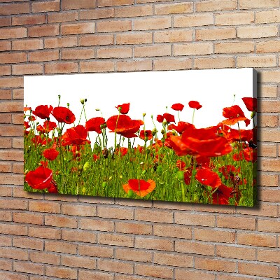 Bild auf leinwand Feldmohn