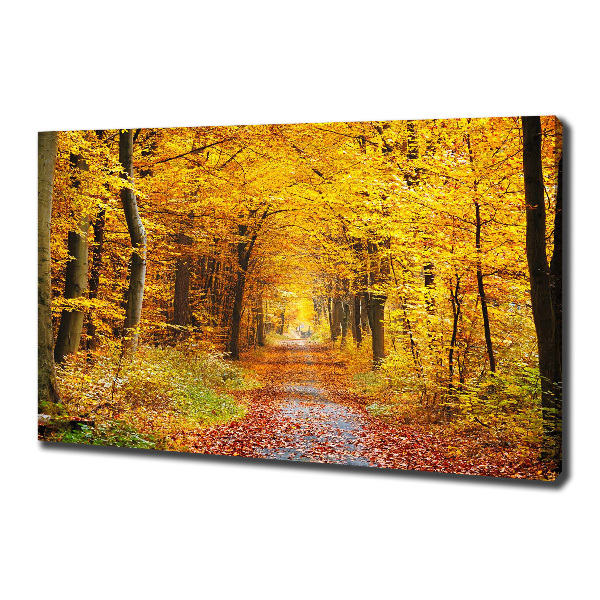Fotobild Wald im Herbst