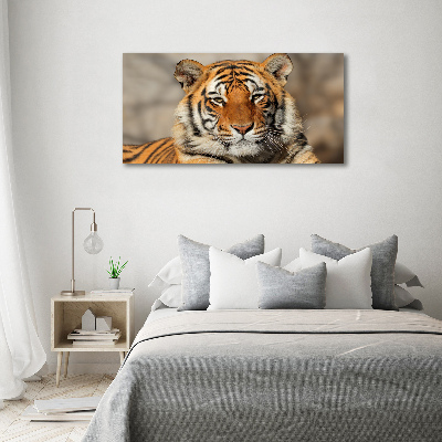 Fotobild Bengal-Tiger