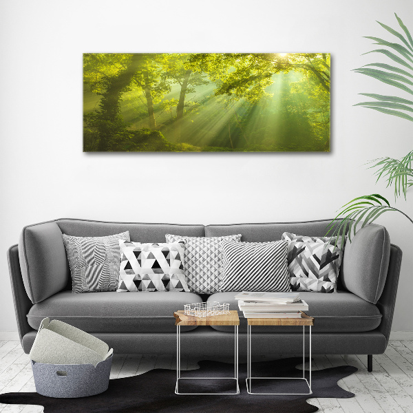 Fotobild Wald in der Sonne