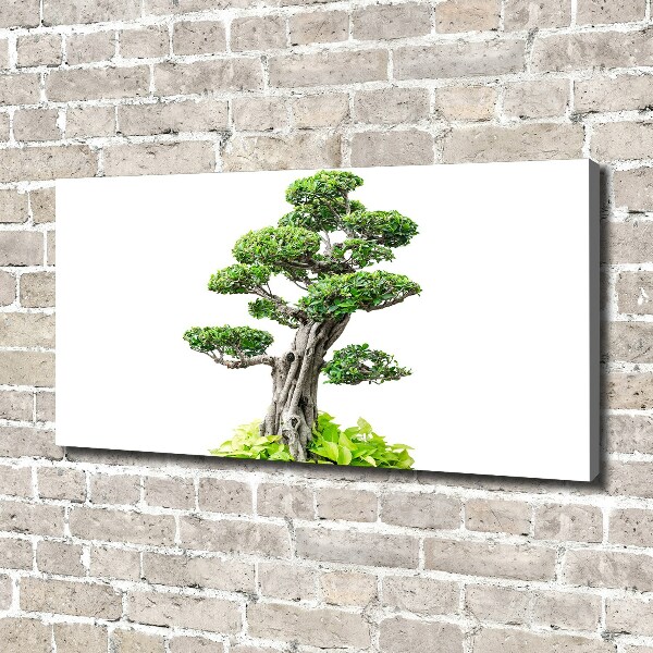 Wandbild Bonsai-Baum