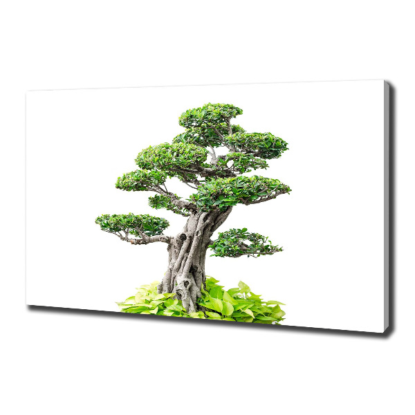 Wandbild Bonsai-Baum