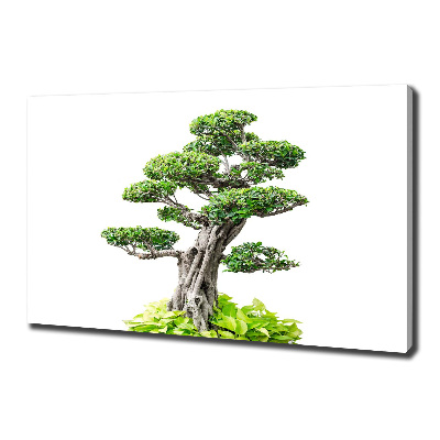 Wandbild Bonsai-Baum