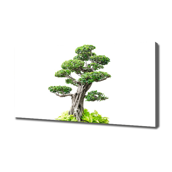 Wandbild Bonsai-Baum