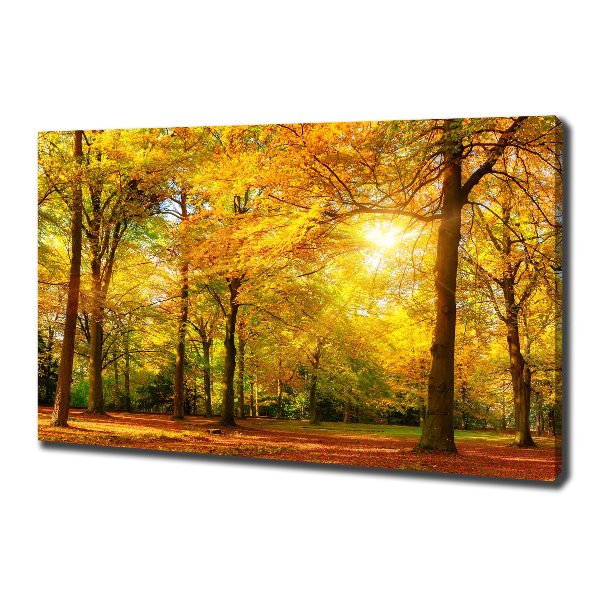 Bild auf leinwand Wald im Herbst