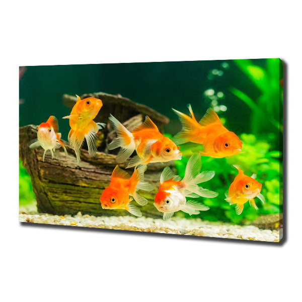Wandbild Goldfisch