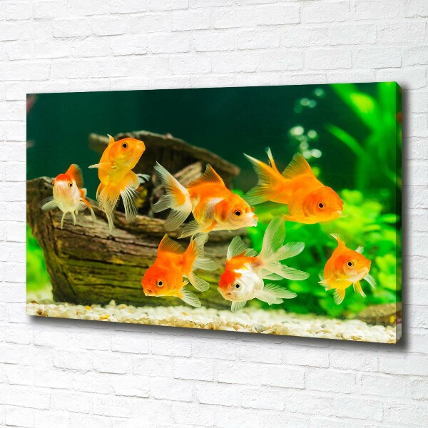 Wandbild Goldfisch