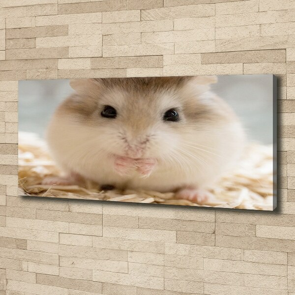 Fotobild Hamster