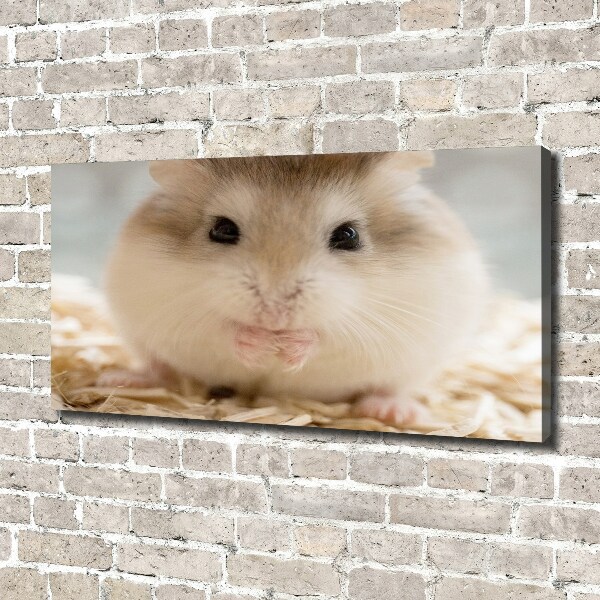 Fotobild Hamster