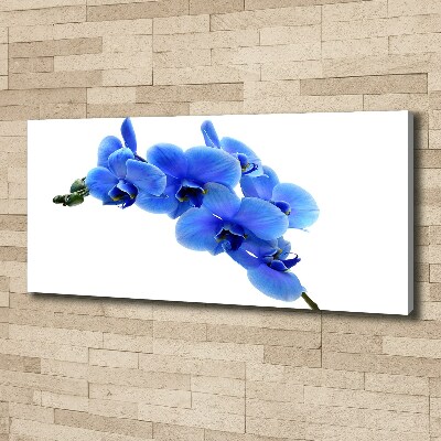 Fotobild Blaue Orchidee