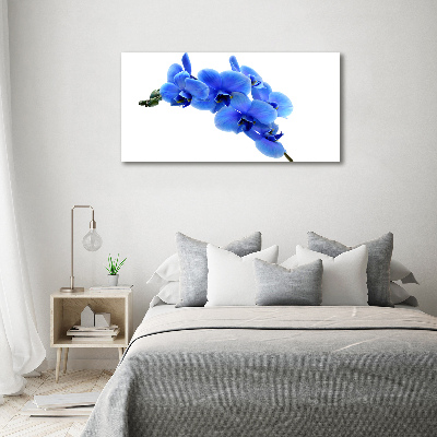 Fotobild Blaue Orchidee