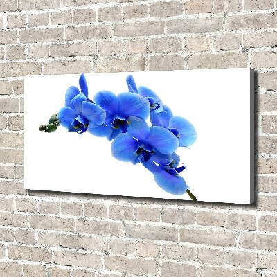 Fotobild Blaue Orchidee