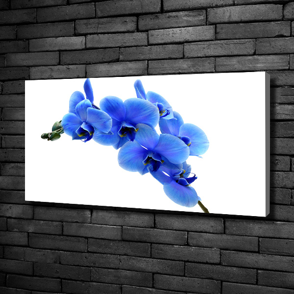 Fotobild Blaue Orchidee