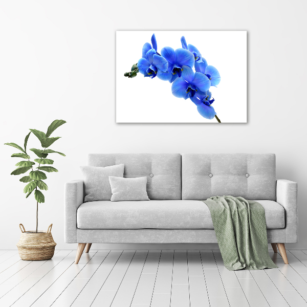 Fotobild Blaue Orchidee