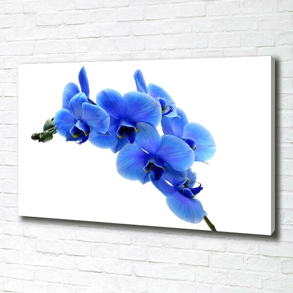 Fotobild Blaue Orchidee