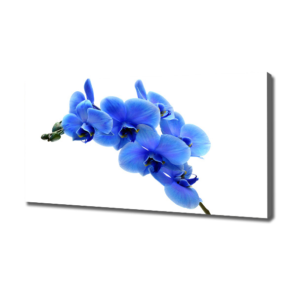 Fotobild Blaue Orchidee
