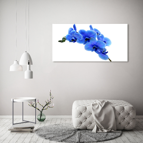 Fotobild Blaue Orchidee