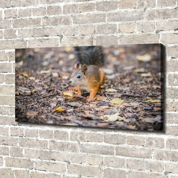 Bild auf leinwand Eichhörnchen