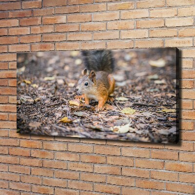 Bild auf leinwand Eichhörnchen