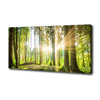 Bild auf leinwand Wald in der Sonne