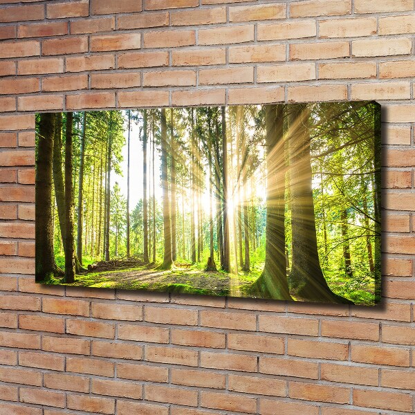 Bild auf leinwand Wald in der Sonne