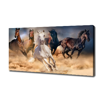 Fotobild Pferde im Galopp