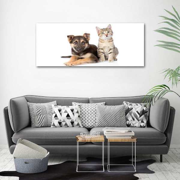 Fotobild Hund und Katze