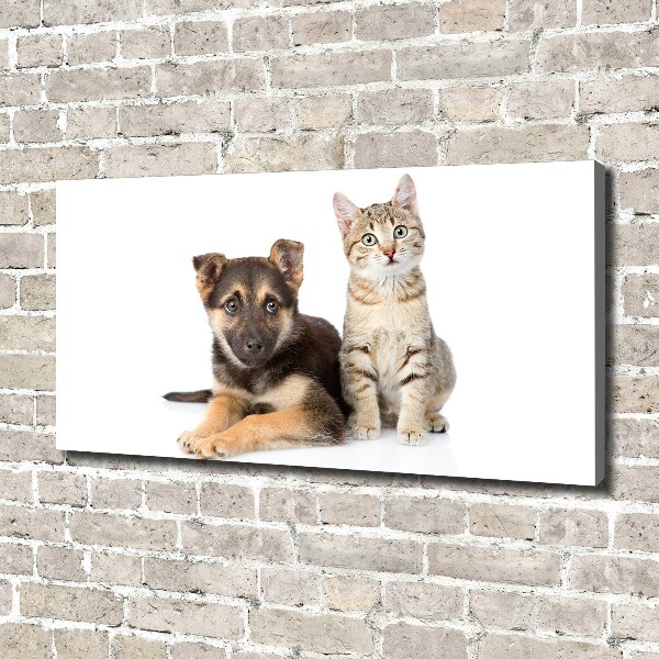 Fotobild Hund und Katze