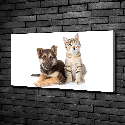 Fotobild Hund und Katze