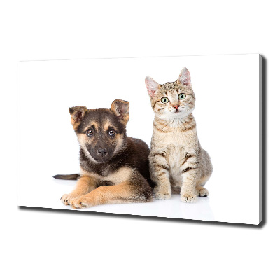 Fotobild Hund und Katze