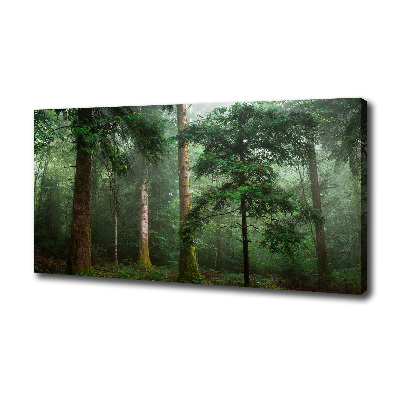 Bild auf leinwand Nebel im Wald