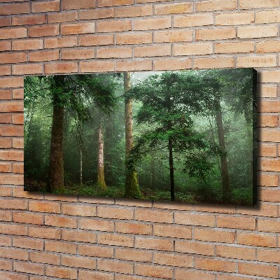 Bild auf leinwand Nebel im Wald
