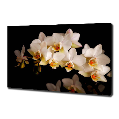 Fotobild Orchidee